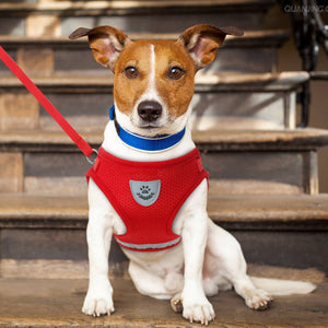 Harness for Small Dog