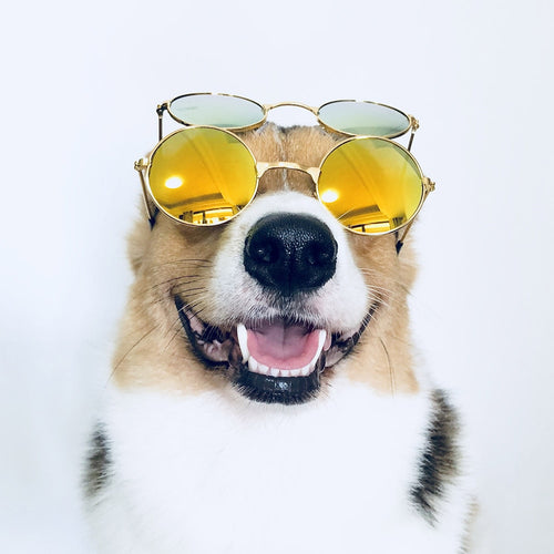 Fashion Eye-wear For Pet